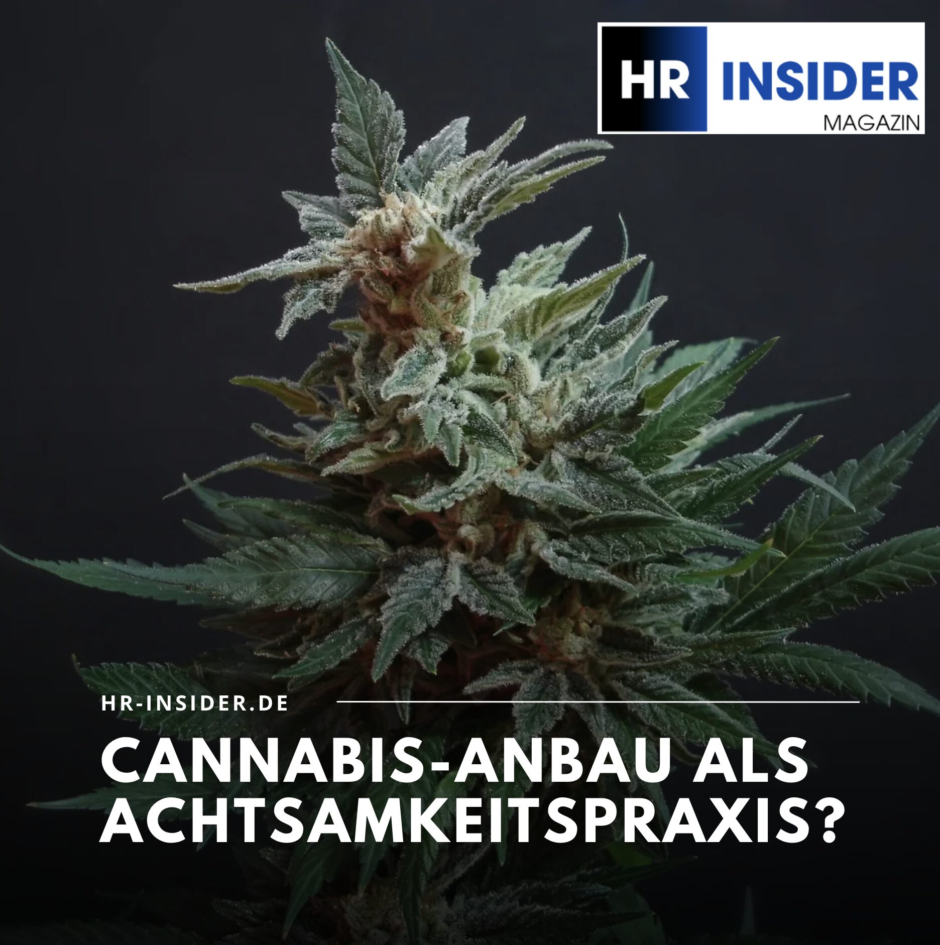 Work-Life-Balance Cannabis Anbau Work-Life-Balance Cannabis Anbau